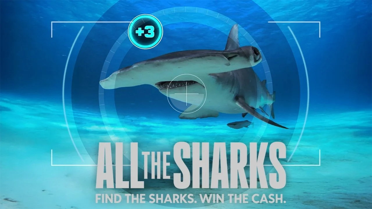 Đi Tìm Cá Mập (All The Sharks)